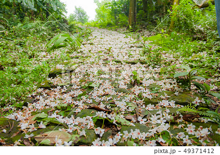 アブラギリ 花 フラワー 49371412
