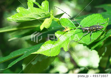 キボシカミキリ 49371607