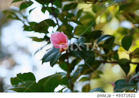 椿の花 富岳の雀 椿の花 富岳の雀 49371622
