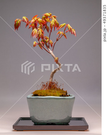 山もみじの盆栽　春の芽吹き 49371835