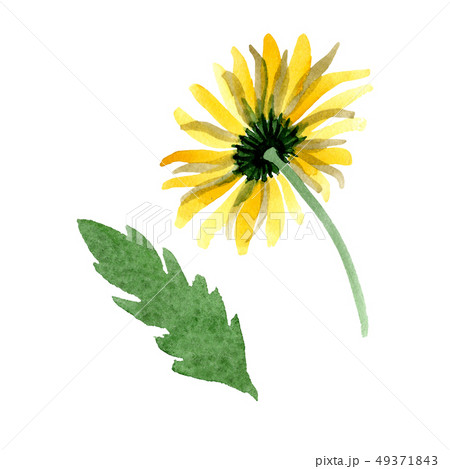 Yellow daisy floral botanical flower. Watercolor background illustration set. Isolated daisybushes 49371843