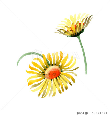 Yellow Daisy Floral Botanical Flower のイラスト素材