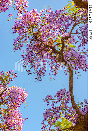 満開の藤の花 クローズアップ 秩父市 埼玉県 日本の写真素材