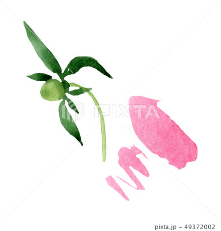 Peony green leaves floral flower. Watercolor background illustration set. Isolated peonies Peony green leaves floral flower. Watercolor background illustration set. Isolated peonies 49372002