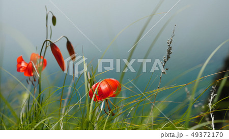 Red blossom in spring on the coast, green grass, mountains and blurred sea 49372170