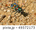 ハンミョウ 49372173