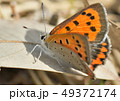 ベニシジミ 49372174