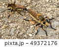 シオヤアブ 49372176