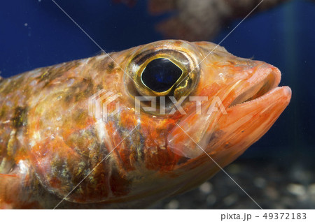 ヒメ アップ ヒメ アップ 49372183