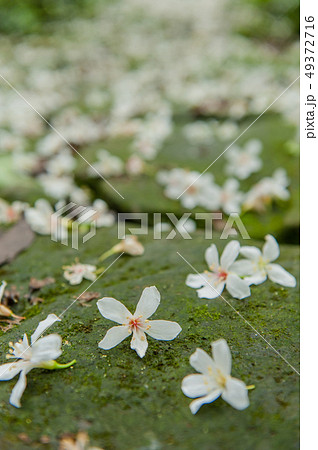アブラギリ 花 フラワー 49372716