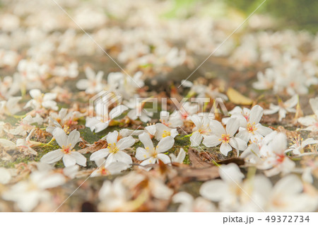アブラギリ 花 フラワー 49372734