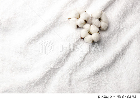 綿花 49373243
