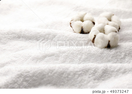 綿花 49373247