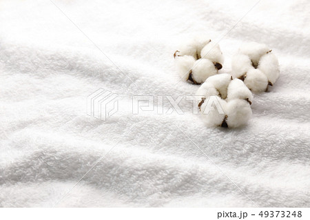 綿花 49373248