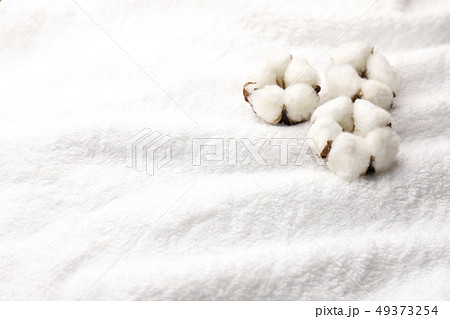 綿花 49373254