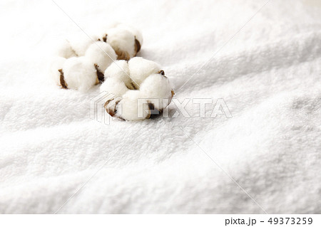 綿花 49373259