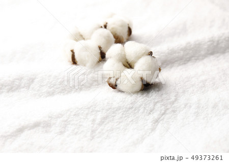 綿花 綿花 49373261