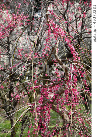 梅の花 梅の花 49373281