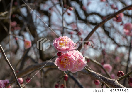 梅の花 梅の花 49373349