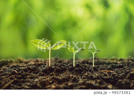 Growth Trees concept seedlings nature background B 49373361