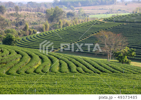 Green tea plantation on hill Green tea plantation on hill 49373485
