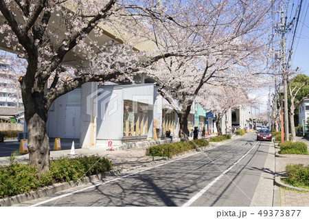 名古屋市北区　名鉄瀬戸線　尼ヶ坂駅～清水駅間　SAKUMACHI商店街と桜並木 49373877