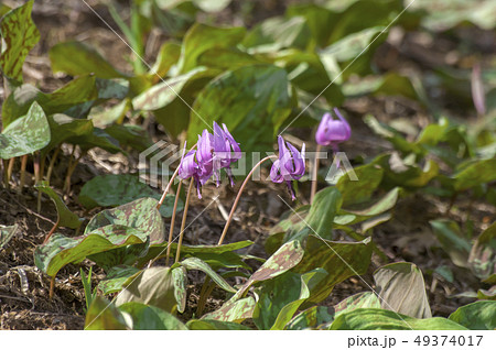 野山北公園のかたくりの花 野山北公園のかたくりの花 49374017