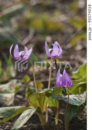 野山北公園のかたくりの花 野山北公園のかたくりの花 49374018