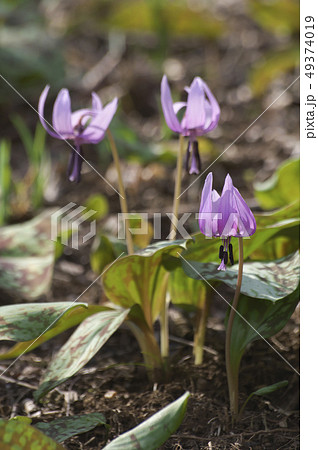 野山北公園のかたくりの花 野山北公園のかたくりの花 49374019
