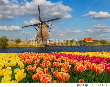 Windmills and flowers in Netherlands 49374164