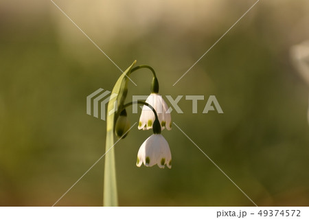 鈴蘭水仙 鈴蘭水仙 49374572