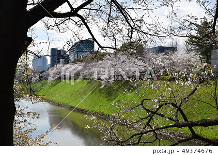 千鳥ヶ淵公園 49374676