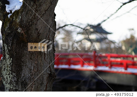 染井吉野~弘前公園~ 染井吉野~弘前公園~ 49375012