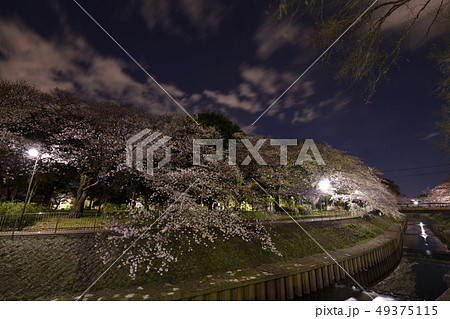 桜 桜 49375115