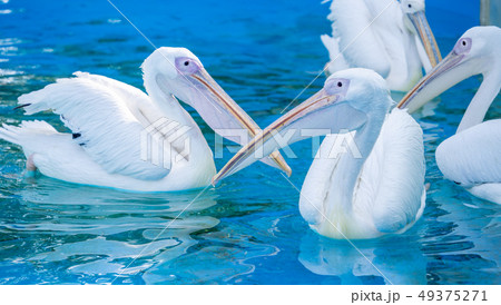 ペリカン ぺりかん モモイロペリカン 49375271