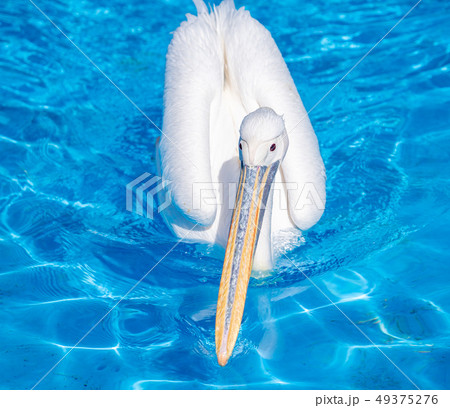 ペリカン ぺりかん モモイロペリカン 49375276