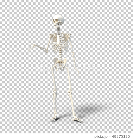 骸骨　骨格　スケルトンperming3DCG イラスト素材 49375330