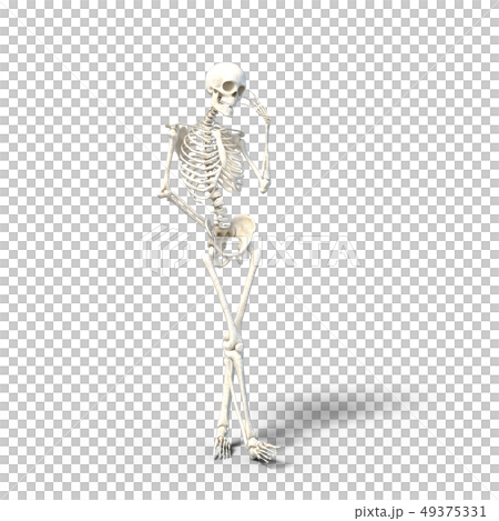 骸骨　骨格　スケルトンperming3DCG イラスト素材 49375331