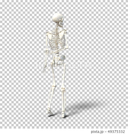 骨架骨架骨架perming3DCG插圖素材 49375332