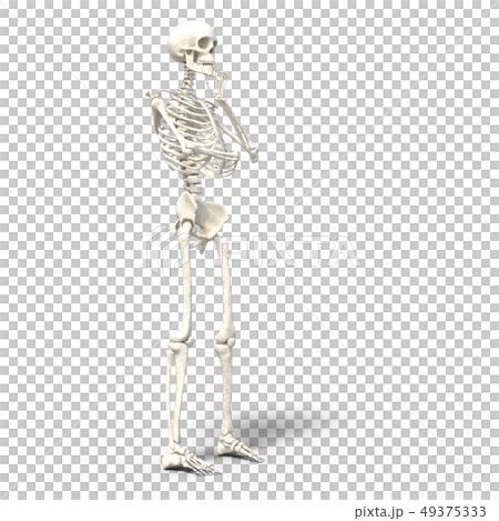 骸骨　骨格　スケルトンperming3DCG イラスト素材 49375333