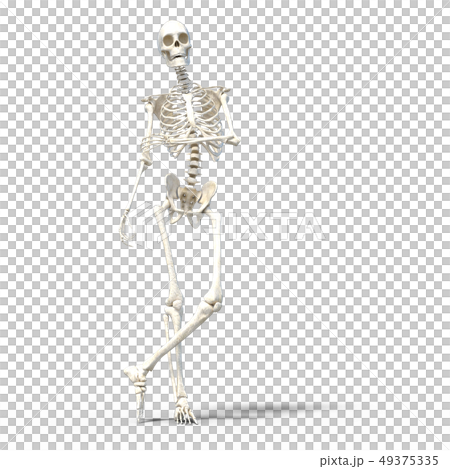 Skeleton skeleton skeleton perming3DCG illustrations material Skeleton skeleton skeleton perming3DCG illustrations material 49375335