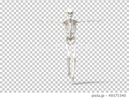 骸骨　骨格　スケルトンperming3DCG イラスト素材 49375340