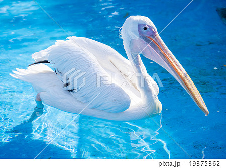 ペリカン ぺりかん モモイロペリカン 49375362