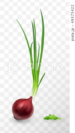 Vector Illustration of Sprouted Red Onion Bulb 49375422
