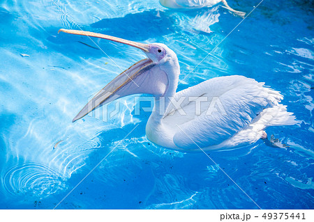 ペリカン ぺりかん モモイロペリカン 49375441
