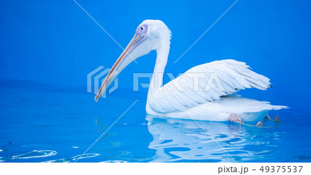 ペリカン ぺりかん モモイロペリカン 49375537