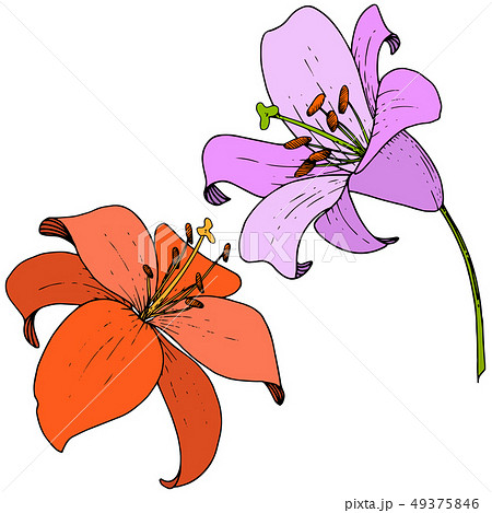 Vector Vector Red and violet Lily floral botanical flower. Engraved ink. Isolated lilium Vector Vector Red and violet Lily floral botanical flower. Engraved ink. Isolated lilium 49375846