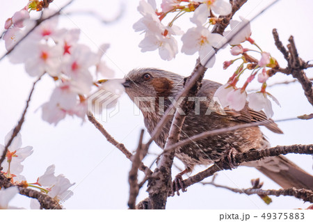 春 （桜とヒヨドリ） 49375883