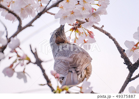春 (桜とヒヨドリ) 春 (桜とヒヨドリ) 49375887