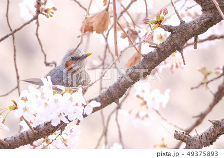 春 (桜とヒヨドリ) 春 (桜とヒヨドリ) 49375893